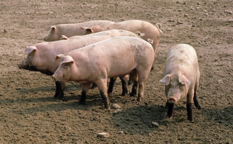 Pigs Available for Sales