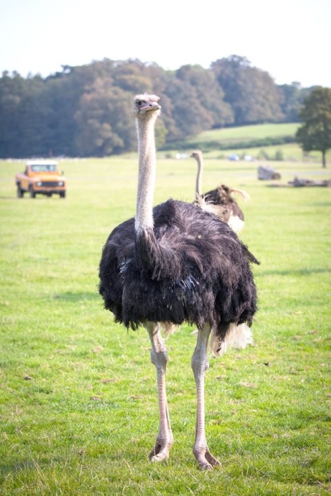 Male and Female Couple Adult Ostriches for Sale